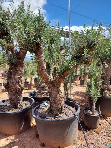 OLEA EUROPAEA C160-280L 60/80 HT180/200