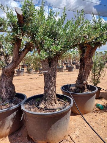 OLEA EUROPAEA C160-280L 60/80 HT180/200