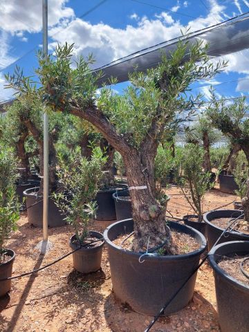 OLEA EUROPAEA C160-280L 60/80 HT180/200