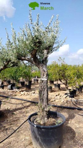 OLEA EUROPAEA C160-280L 60/80 HT200/270