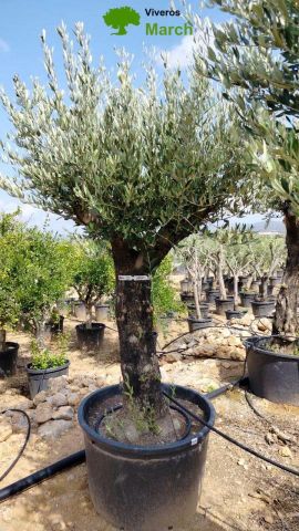 OLEA EUROPAEA C160-280L 60/80 HT200/270