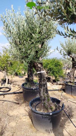 OLEA EUROPAEA C160-280L 60/80 HT200/270