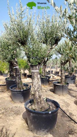 OLEA EUROPAEA C160-280L 60/80 HT200/270