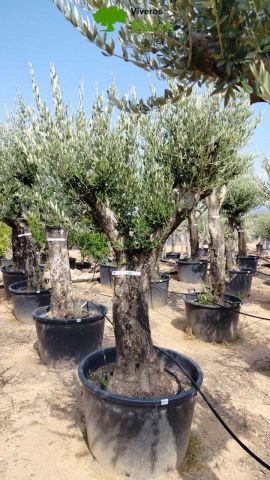 OLEA EUROPAEA C160-280L 60/80 HT200/270