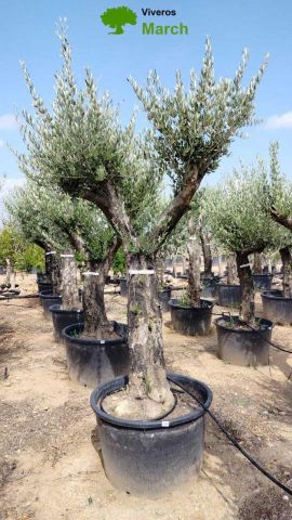 OLEA EUROPAEA C160-280L 60/80 HT200/270