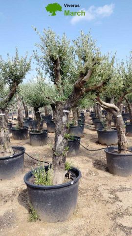OLEA EUROPAEA C160-280L 60/80 HT200/270