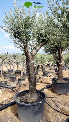 OLEA EUROPAEA C160-280L 60/80 HT200/270