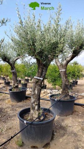 OLEA EUROPAEA C160-280L 60/80 HT200/270