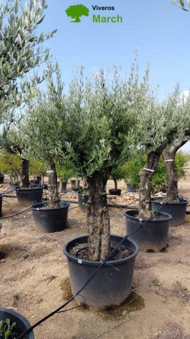 OLEA EUROPAEA C160-280L 60/80 HT200/270