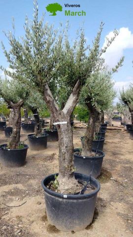 OLEA EUROPAEA C160-280L 60/80 HT200/270