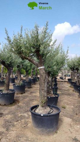 OLEA EUROPAEA C160-280L 60/80 HT200/270