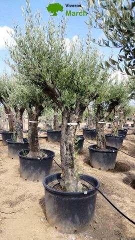 OLEA EUROPAEA C160-280L 60/80 HT200/270