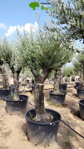 OLEA EUROPAEA C160-280L 60/80 HT200/270