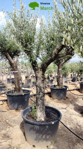 OLEA EUROPAEA C160-280L 60/80 HT200/270