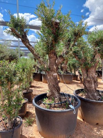 OLEA EUROPAEA C160-280L 60/80 HT180/200