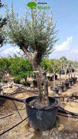 OLEA EUROPAEA C160-280L 60/80 HT200/270