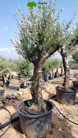 OLEA EUROPAEA C160-280L 60/80 HT200/270