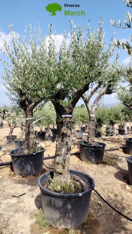 OLEA EUROPAEA C160-280L 60/80 HT200/270