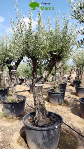OLEA EUROPAEA C160-280L 60/80 HT200/270