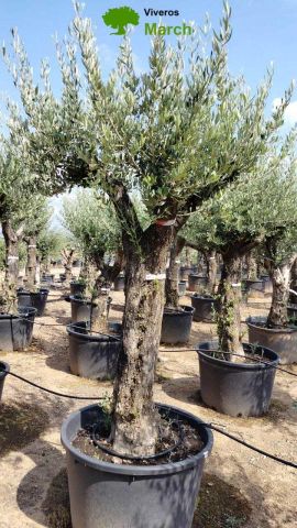 OLEA EUROPAEA C160-280L 60/80 HT200/270