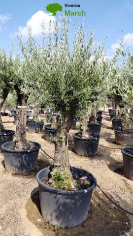OLEA EUROPAEA C160-280L 60/80 HT200/270