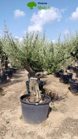 OLEA EUROPAEA C160-280L 60/80 HT200/270