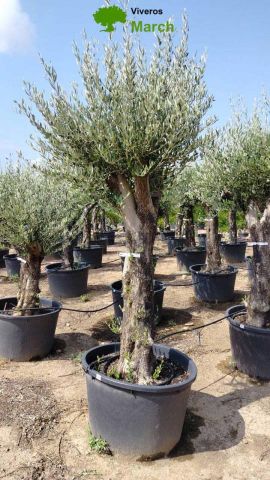 OLEA EUROPAEA C160-280L 60/80 HT200/270