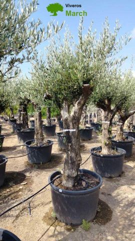 OLEA EUROPAEA C160-280L 60/80 HT200/270
