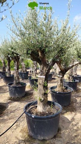 OLEA EUROPAEA C160-280L 60/80 HT200/270