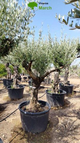 OLEA EUROPAEA C160-280L 60/80 HT200/270