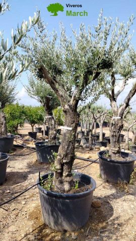 OLEA EUROPAEA C160-280L 60/80 HT200/270
