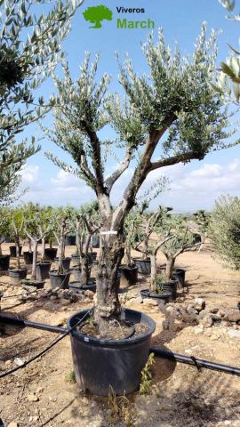OLEA EUROPAEA C160-280L 60/80 HT200/270
