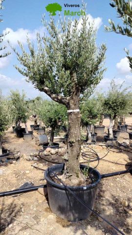 OLEA EUROPAEA C160-280L 60/80 HT200/270