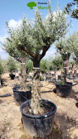 OLEA EUROPAEA C160-280L 60/80 HT200/270