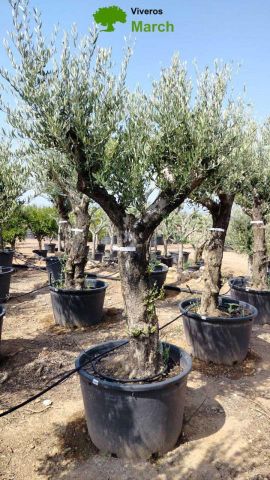 OLEA EUROPAEA C160-280L 60/80 HT200/270