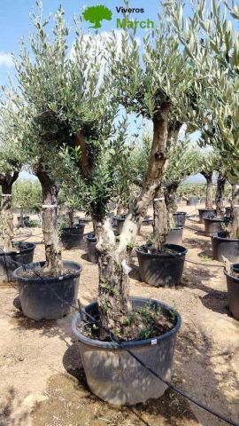 OLEA EUROPAEA C160-280L 60/80 HT200/270