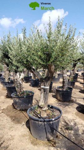 OLEA EUROPAEA C160-280L 60/80 HT200/270