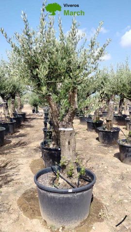 OLEA EUROPAEA C160-280L 60/80 HT200/270