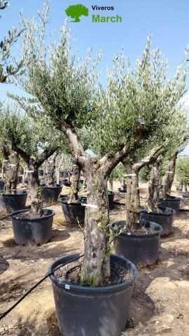 OLEA EUROPAEA C160-280L 60/80 HT200/270