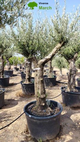 OLEA EUROPAEA C160-280L 60/80 HT200/270