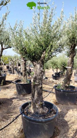 OLEA EUROPAEA C160-280L 60/80 HT200/270