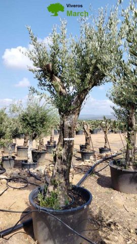 OLEA EUROPAEA C160-280L 60/80 HT200/270