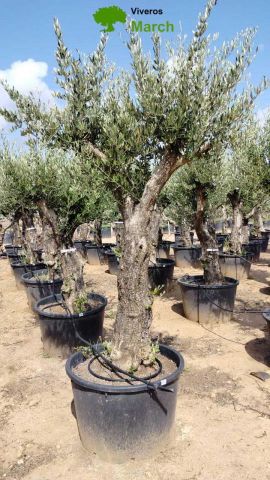OLEA EUROPAEA C160-280L 60/80 HT200/270