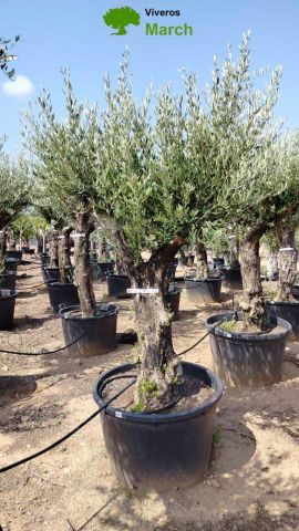 OLEA EUROPAEA C160-280L 60/80 HT200/270