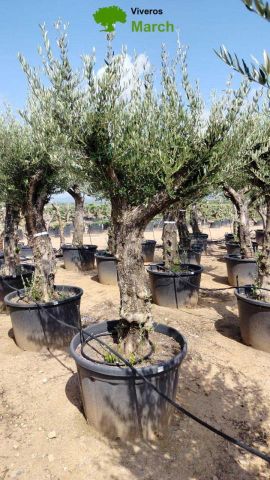 OLEA EUROPAEA C160-280L 60/80 HT200/270