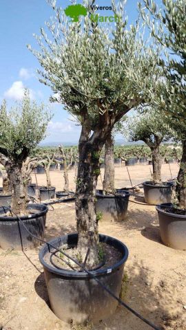 OLEA EUROPAEA C160-280L 60/80 HT200/270