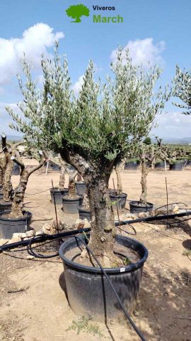 OLEA EUROPAEA C160-280L 60/80 HT200/270