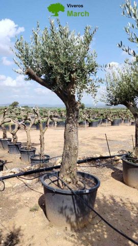 OLEA EUROPAEA C160-280L 60/80 HT200/270