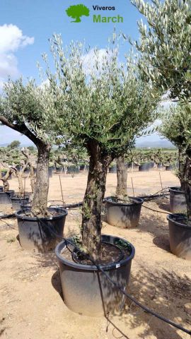 OLEA EUROPAEA C160-280L 60/80 HT200/270