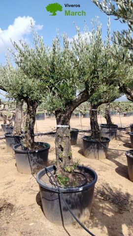 OLEA EUROPAEA C160-280L 60/80 HT200/270